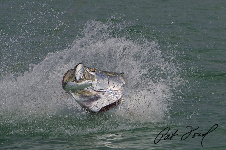 Tarpon Fishing with Pat Ford