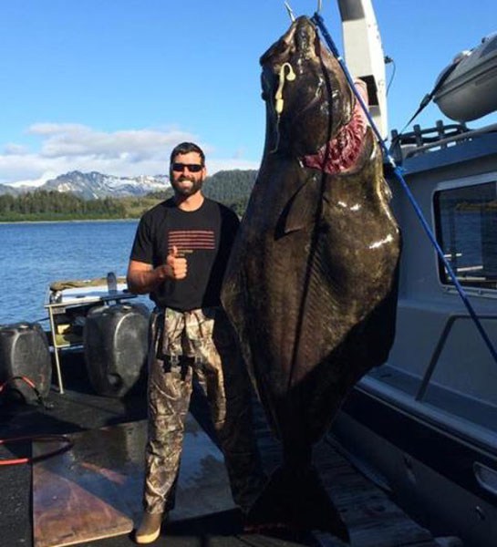 405-Pound Halibut Caught in Alaska