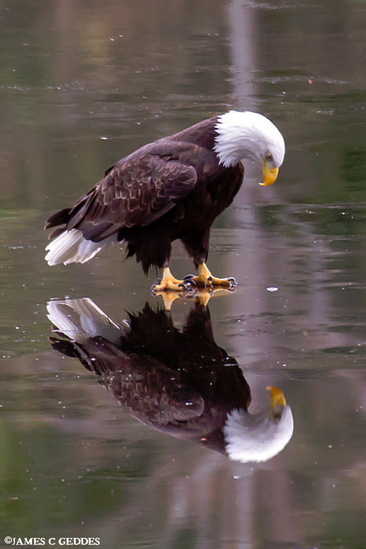 Amazing Eagle pic by James C Geddes.