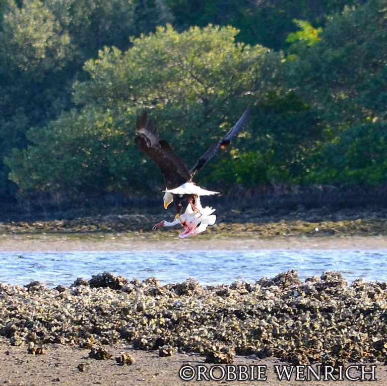 Bald Eagle Attack!