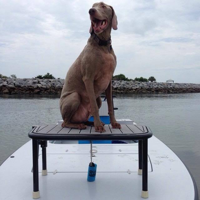 Matthew Abello’s East Cape Skiffs Fury