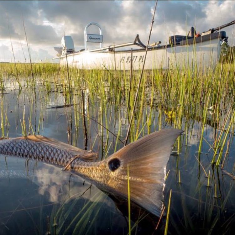 Redfish tailing in t…