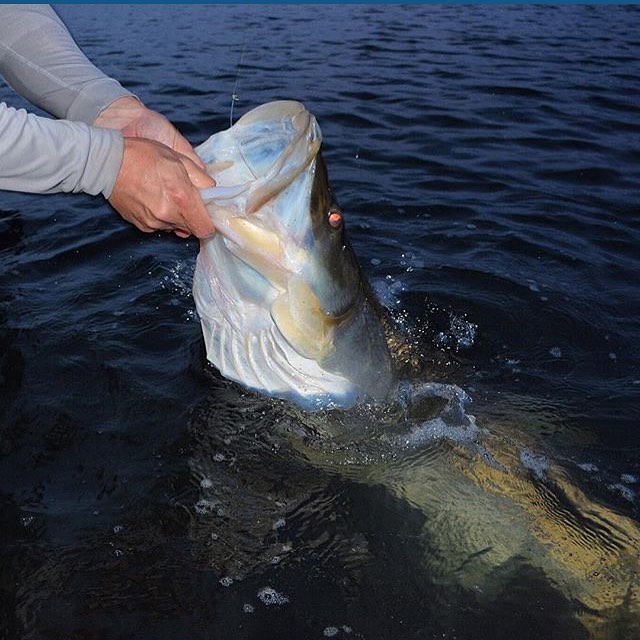 Great snook @jupiter…