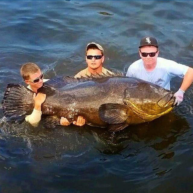 Huge Goliath grouper…