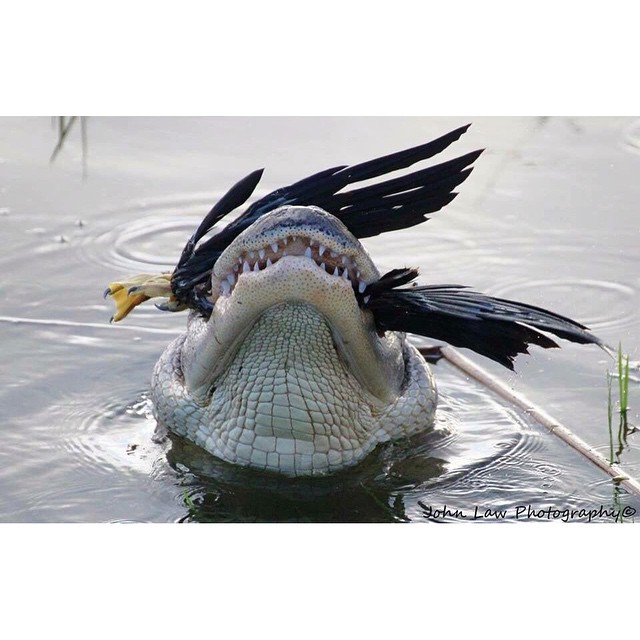 Anhinga snack attack…