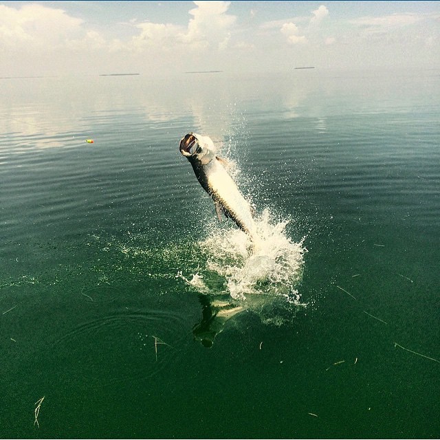 Nice tarpon shot @te…