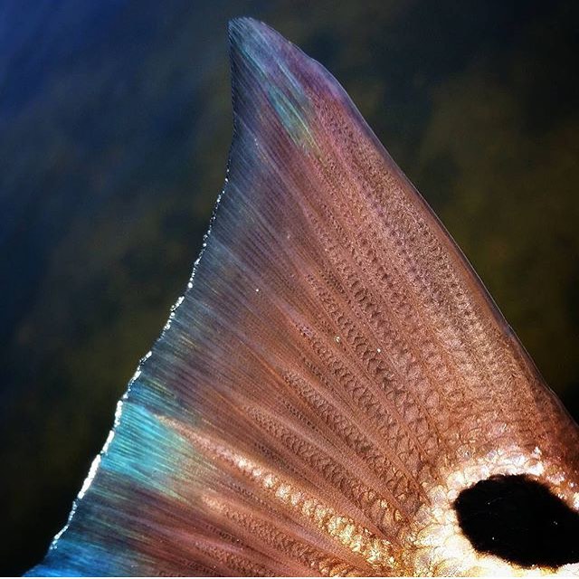 Amazing redfish tail…