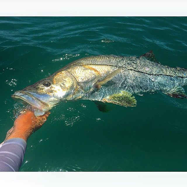 Nice snook pic @jtro…