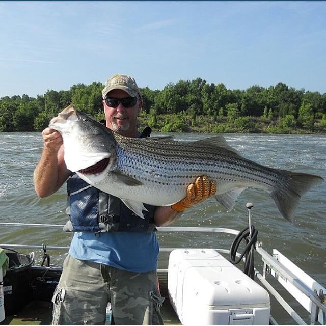 Nice striper @letsri…