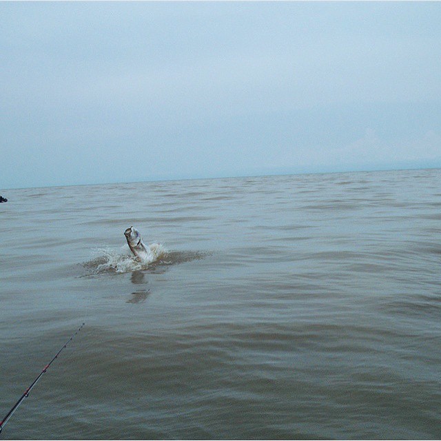 Nice tarpon pic @noa…