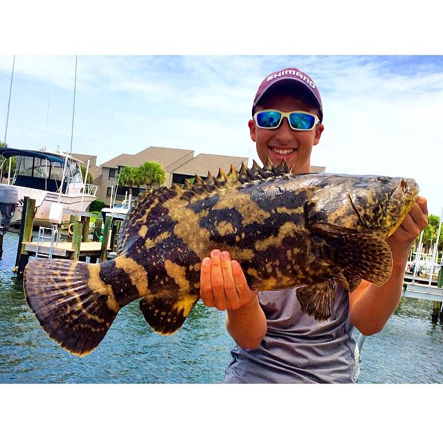 Nice Goliath grouper…