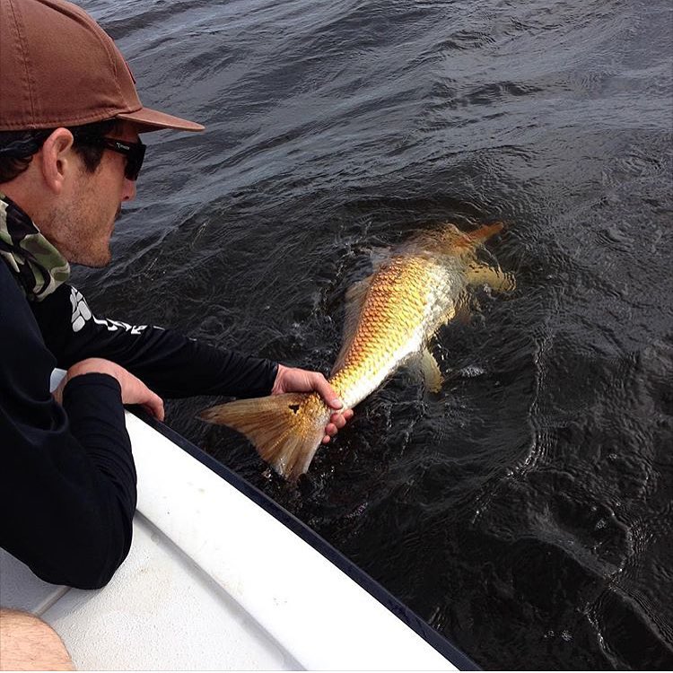 Awesome bull red rel…