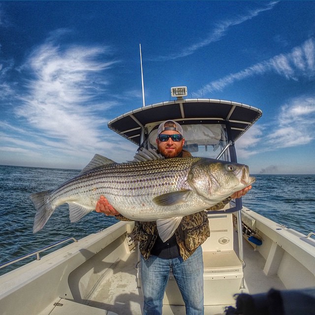 HUGE Striper @redbea…