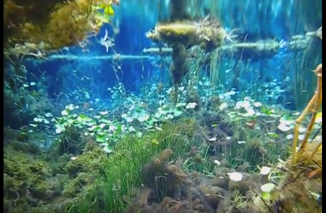 Florida’s real life AVATAR aquascape!