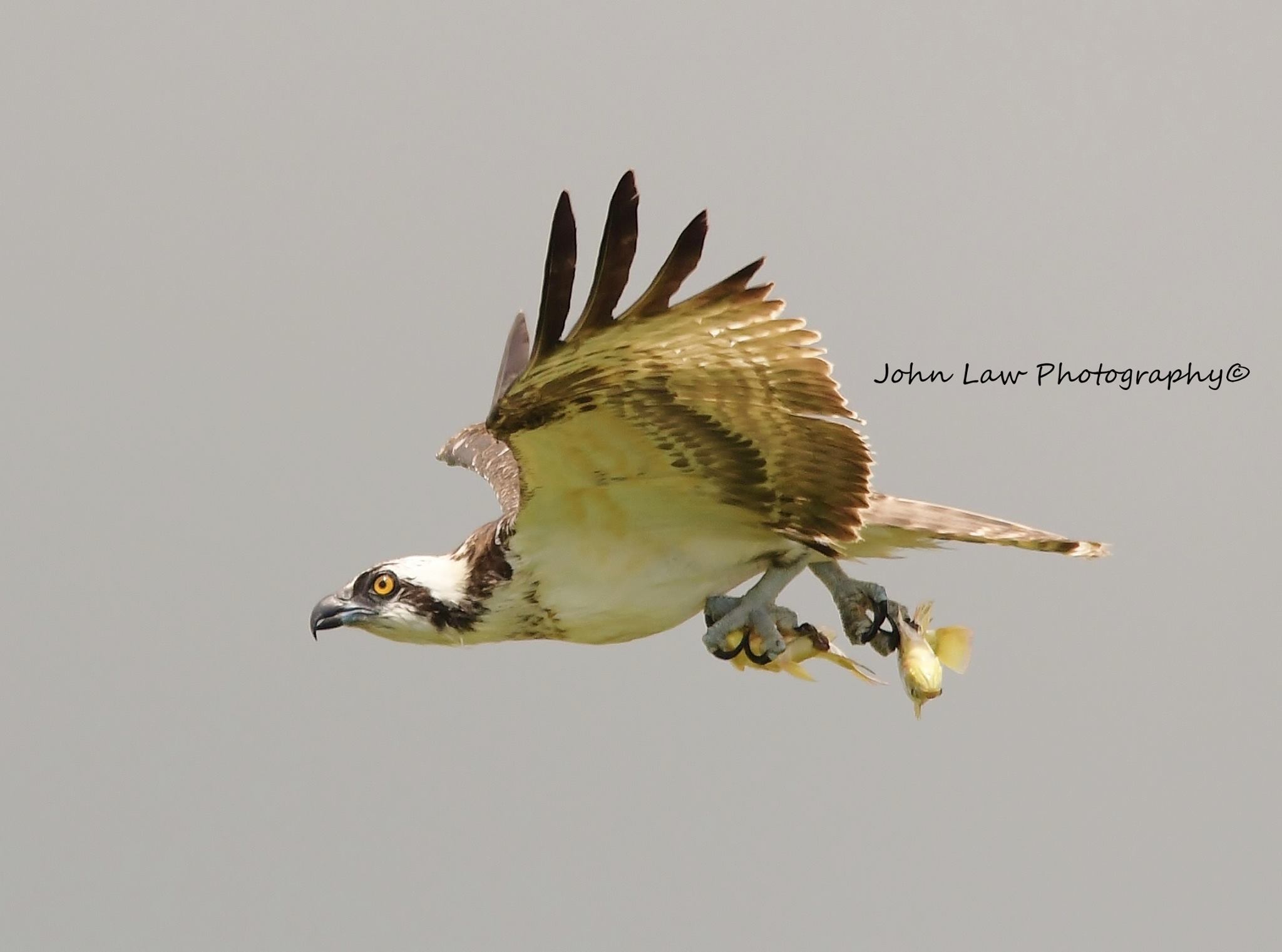 osprey-fishing