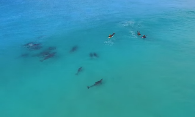 Surfing with Dolphins