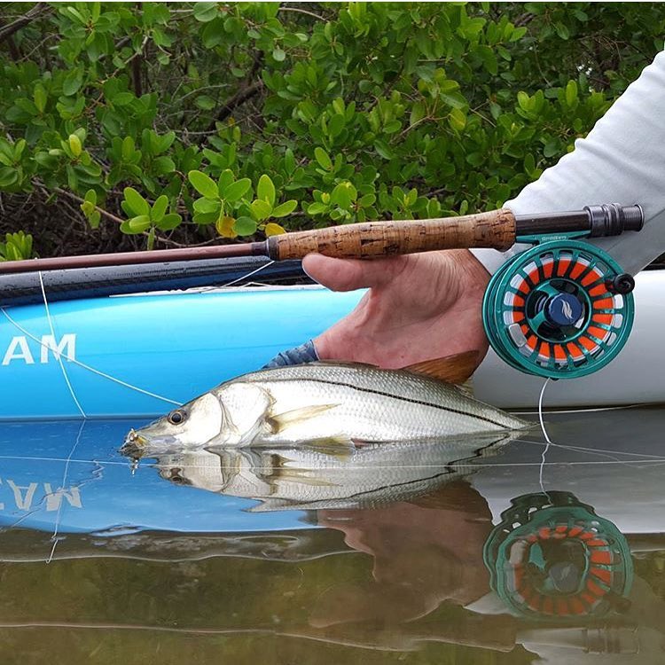 Sweet snook release …