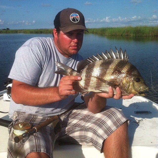 Sweet sheepshead sen…