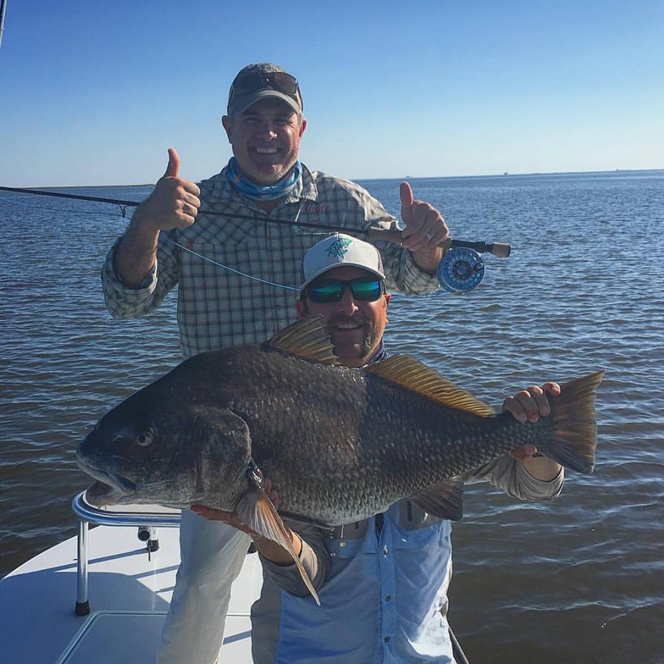 Huge Black Drum while Fly Fishing in Titusville.