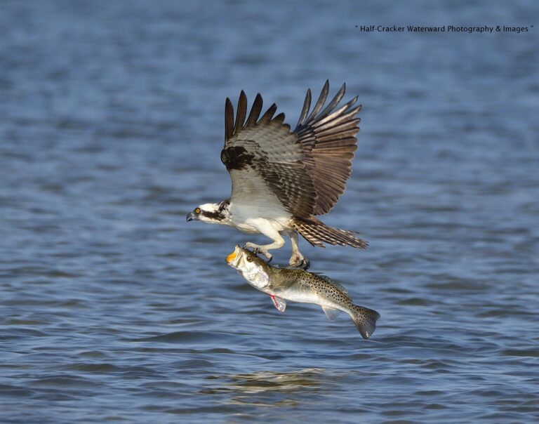 Osprey Fish Fry