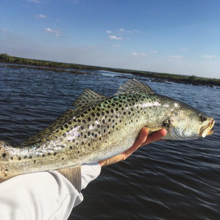 Flats fishing is such a variety pack.