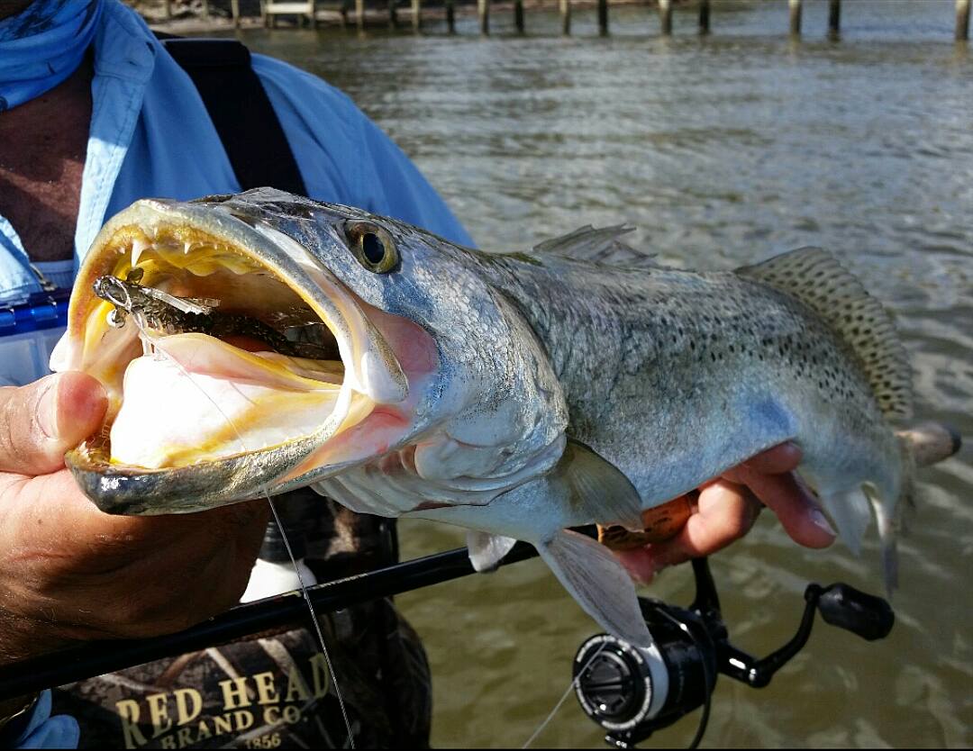 Port St. Lucie Speckled Trout