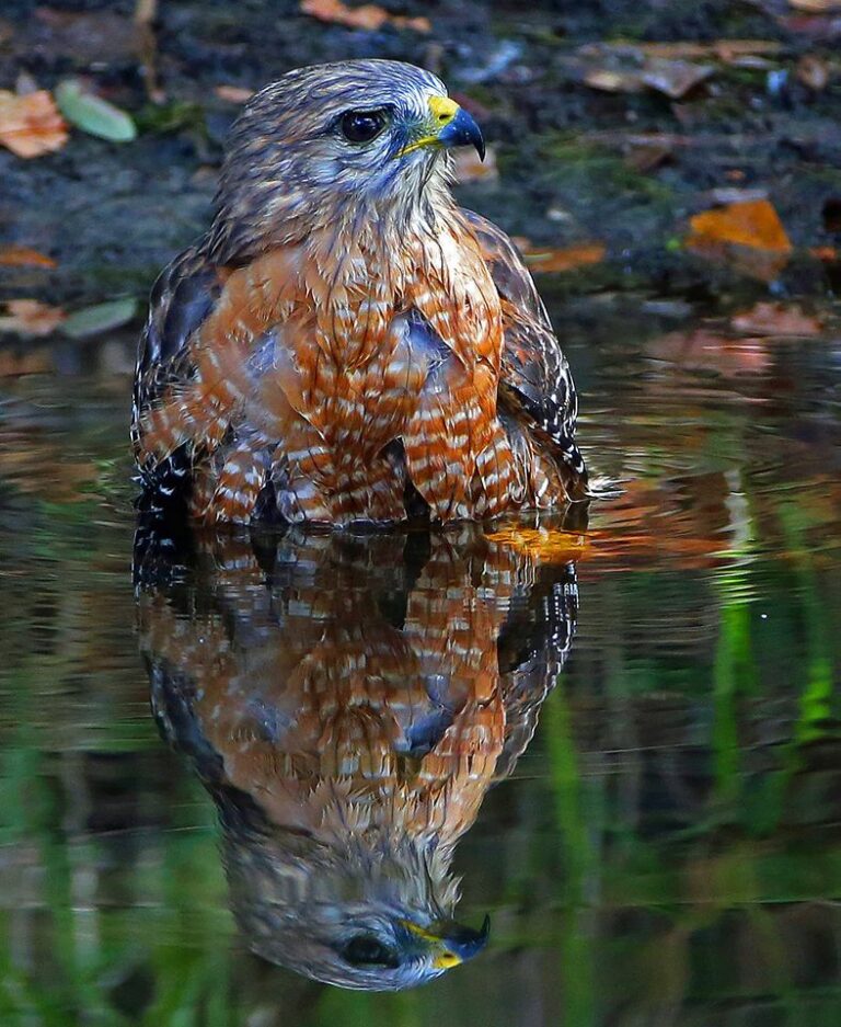 Hawk Bath