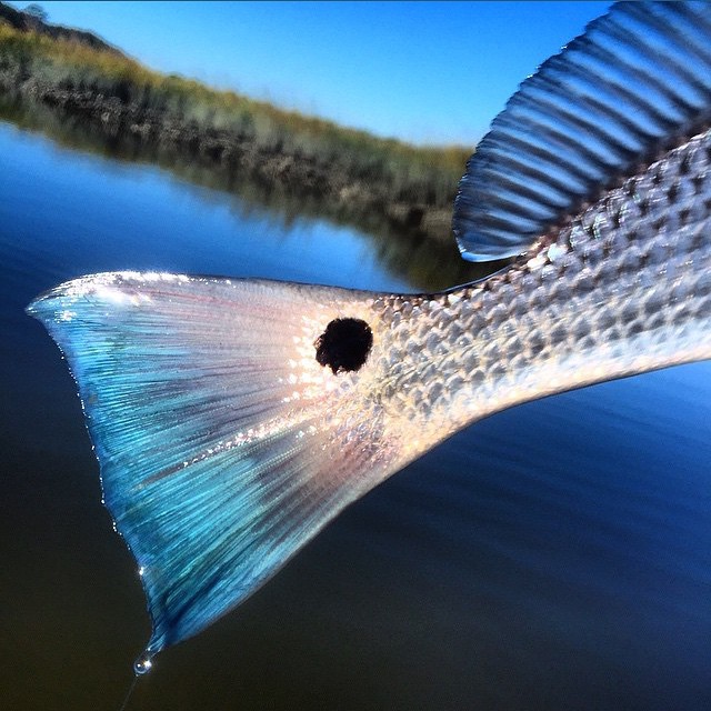 Beautiful blue tail …