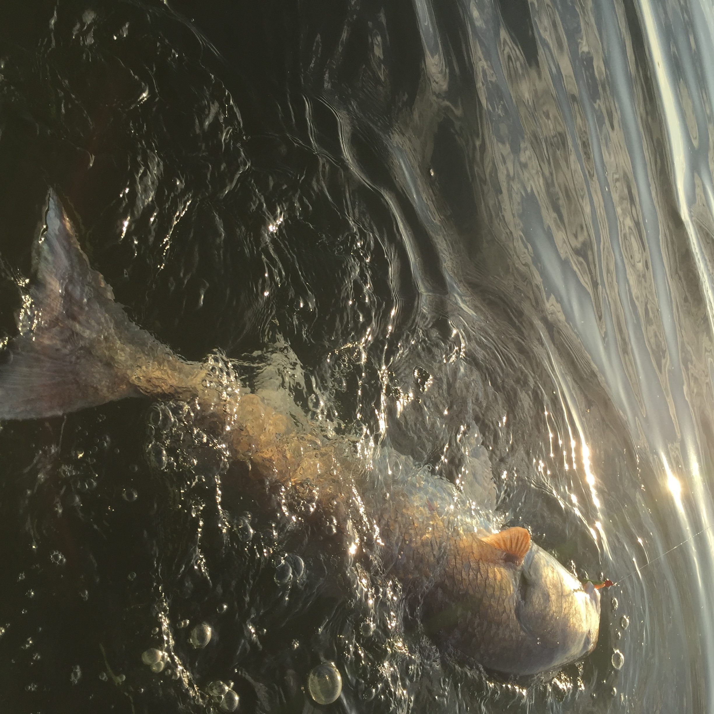 Mosquito Lagoon, Florida Redfish