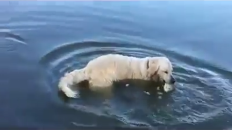 Video: Dog Outfishes Pet Human