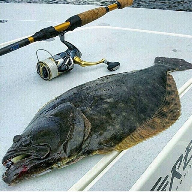 Nice flounder from @…