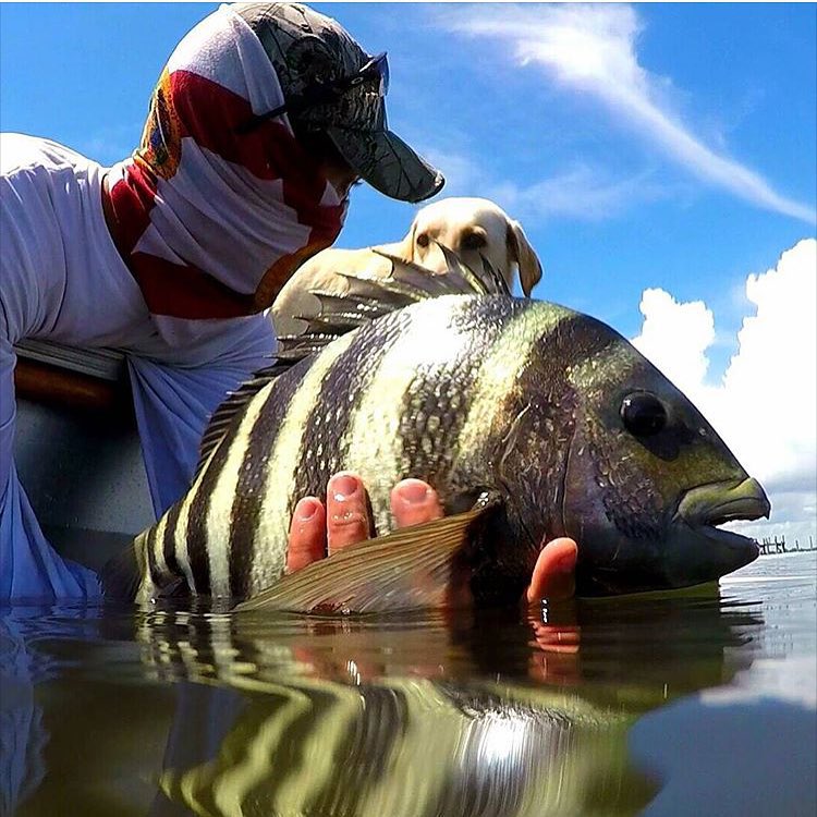 Nice sheepshead @jes…