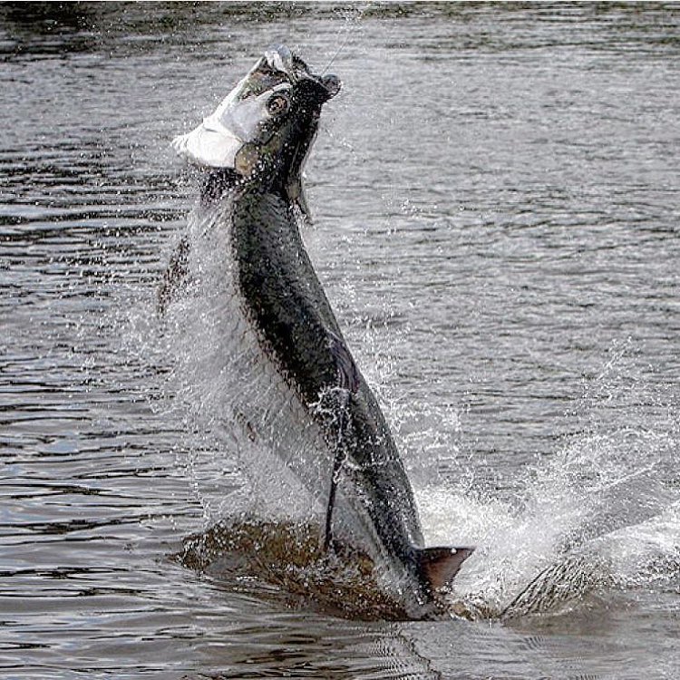 Nice tarpon @tarpon_…