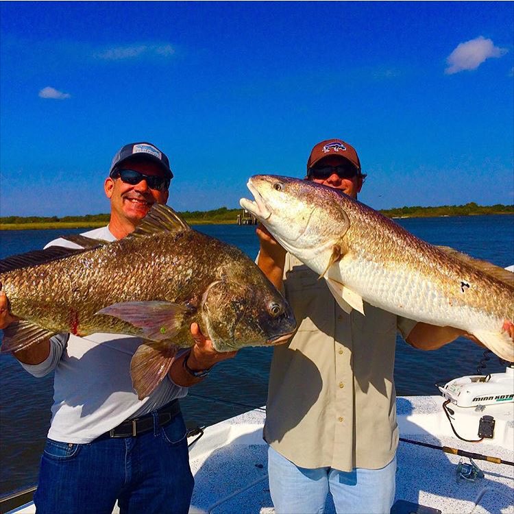 Nice bull red and bl…