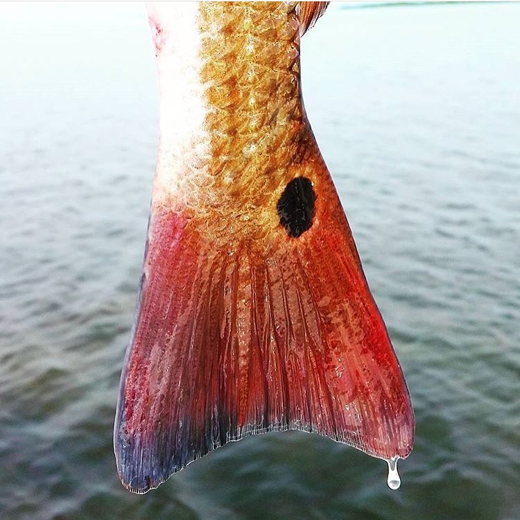 Beautiful redfish ta…