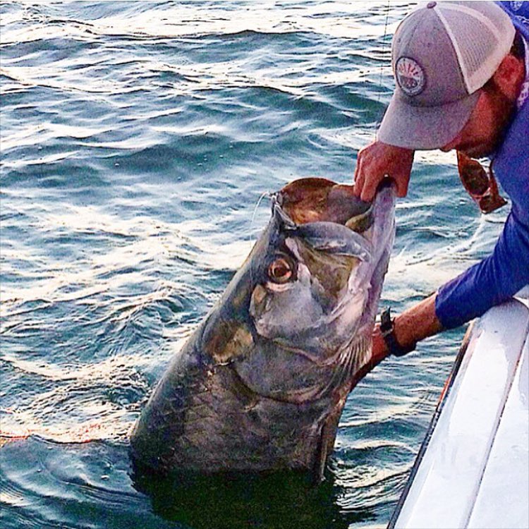 Monster tarpon @capt…