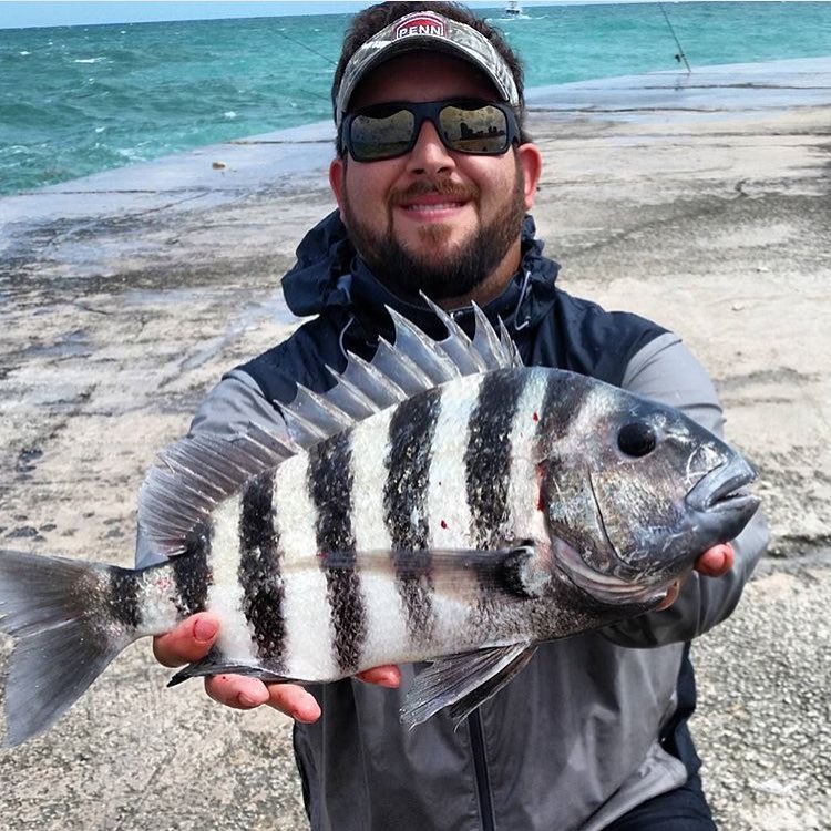 Nice sheepshead from…