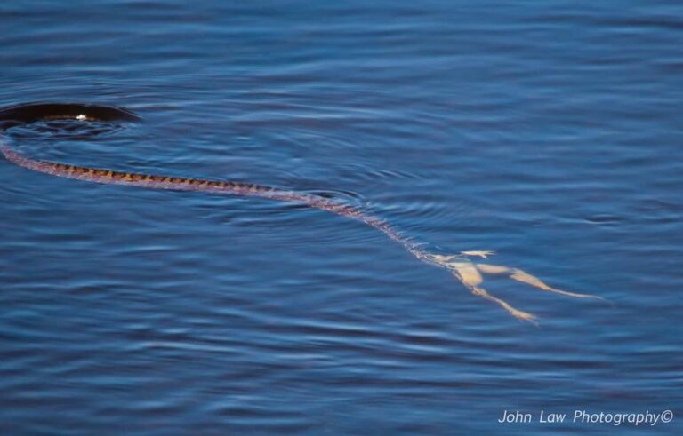 Frog Giggin’, Snake Edition