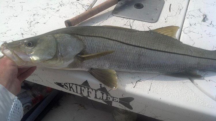 Get your snook decal…