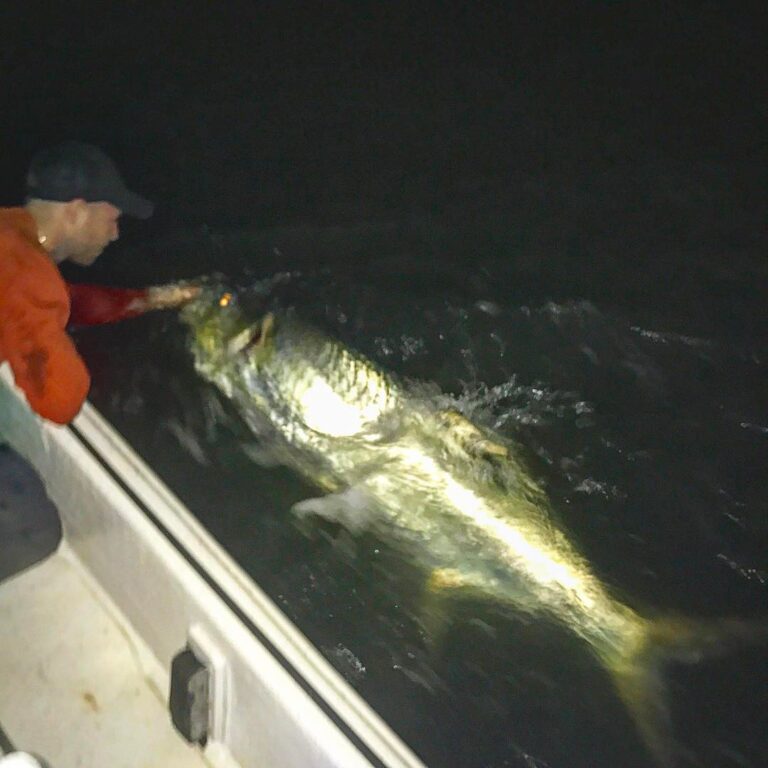 And it’s 5am #tarpon time