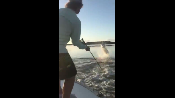 Hangry Tarpon in the Everglades