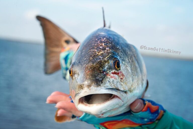 #redfish sez hello