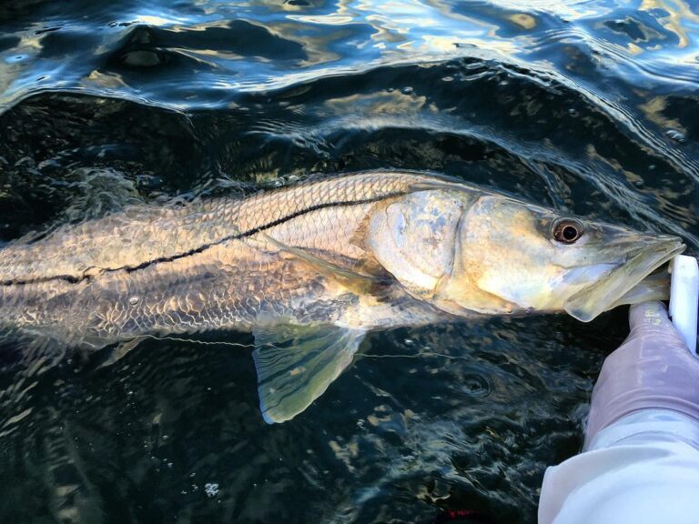 The #snook bite is still on fire