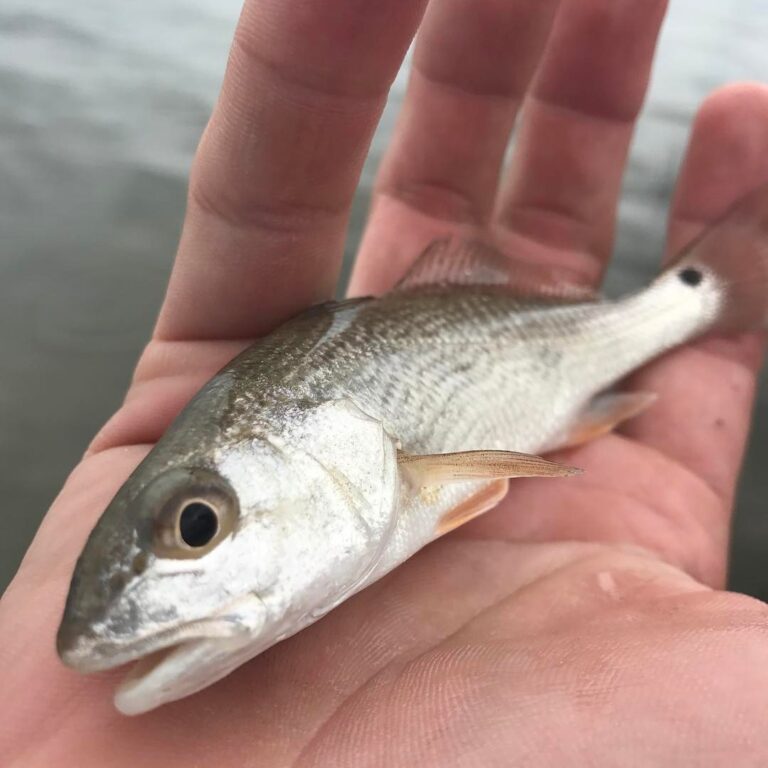 Baby redfish