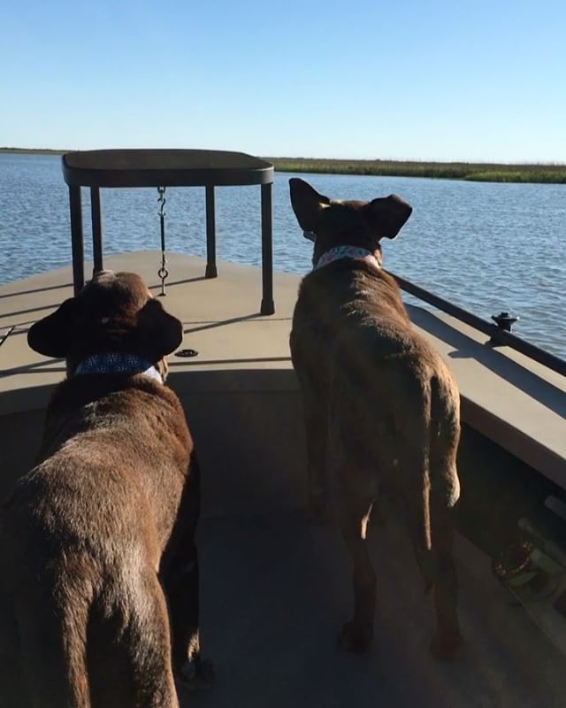 Evening boat ride with the pups.