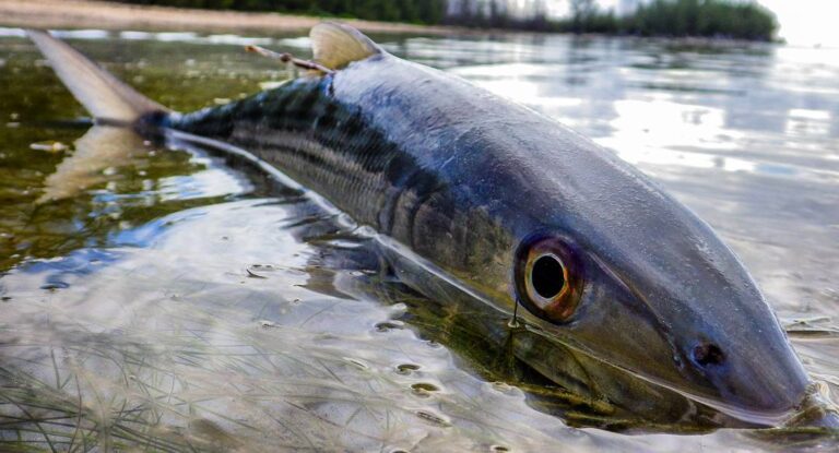 Bonefish hello.