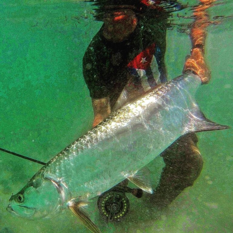 #tarpon fishing