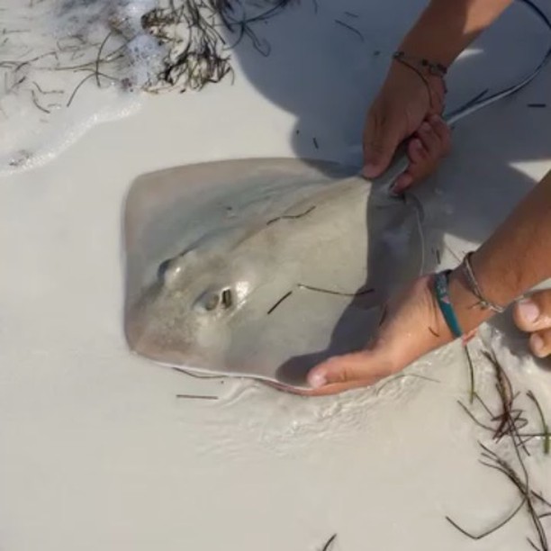 Stingray release, wild creature!