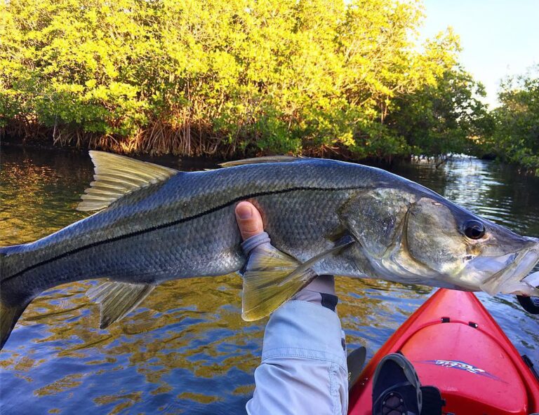 #snook #fishing consistent on the #topwater …