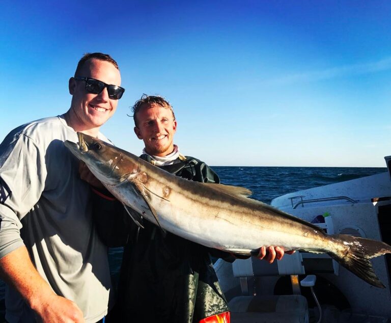 Cobia bite is on!